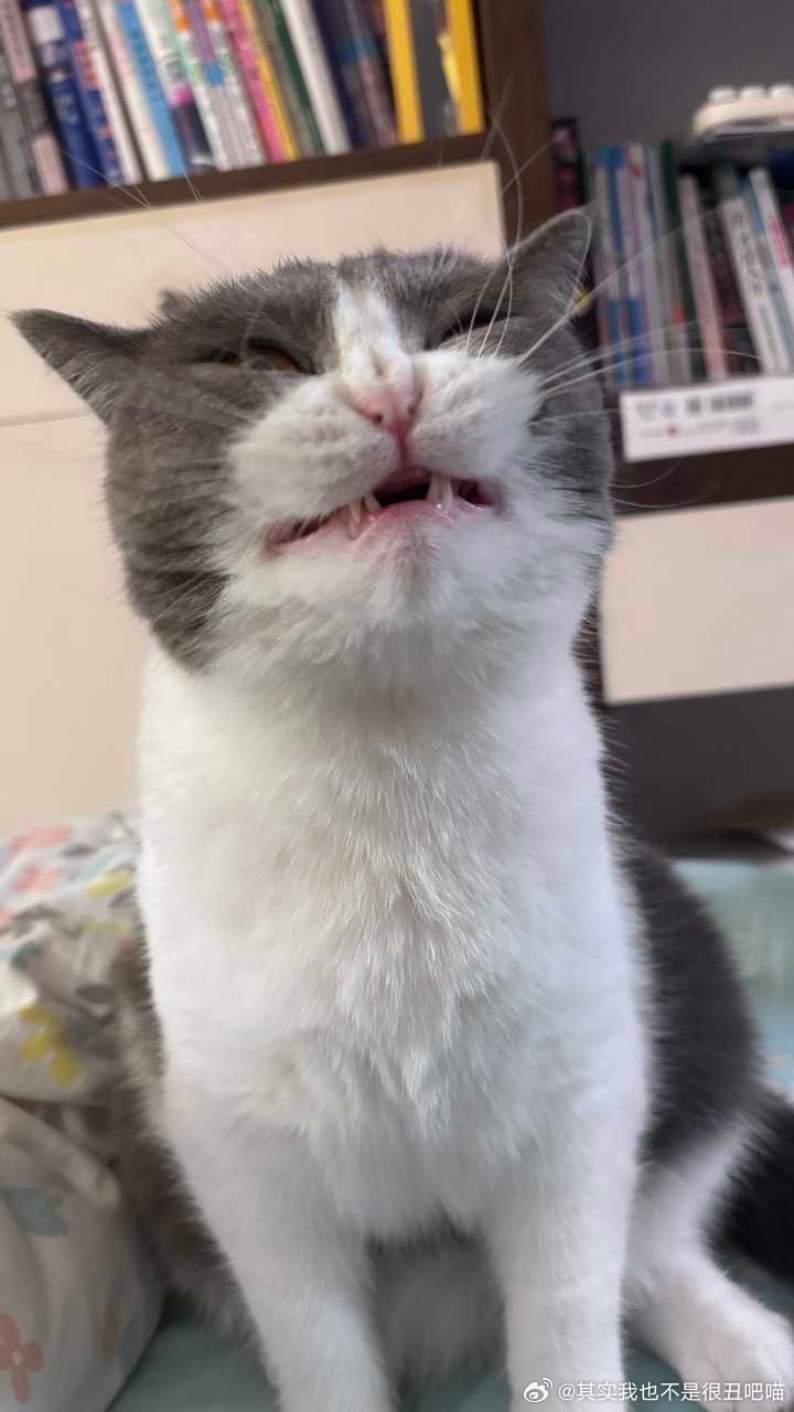 49570【丑猫】这期是真丑吧 