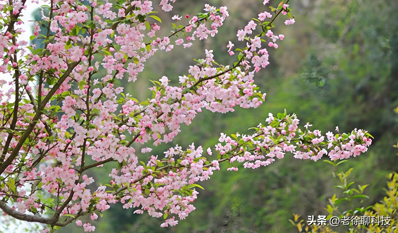 这满枝的粉红花你认识吗？

阳光一照，花瓣像小灯笼似的挂满枝头，风一吹就轻轻晃悠