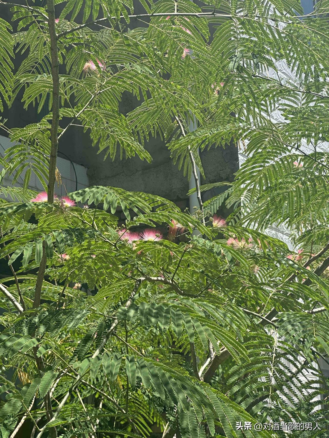 夏日生活打卡季这是什么花？