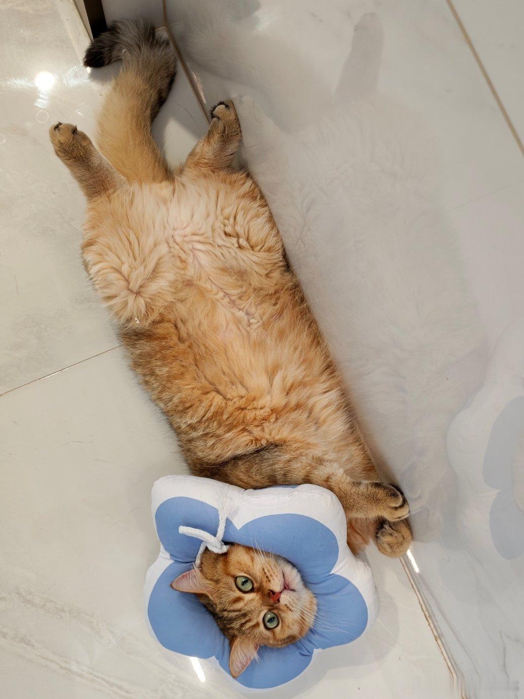 小猫咪知道自己这么可爱吗金渐层