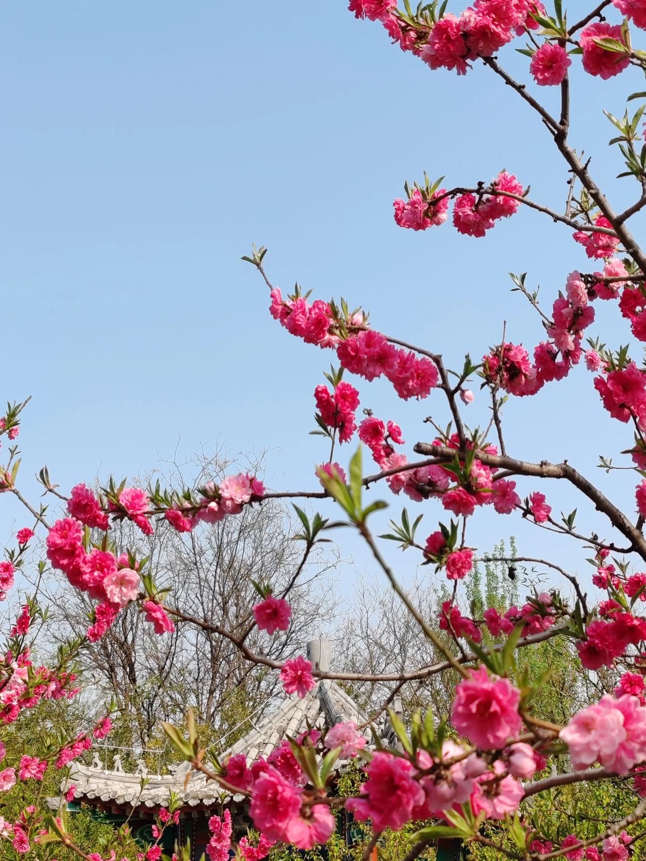 春日生活打卡季春日随手拍。