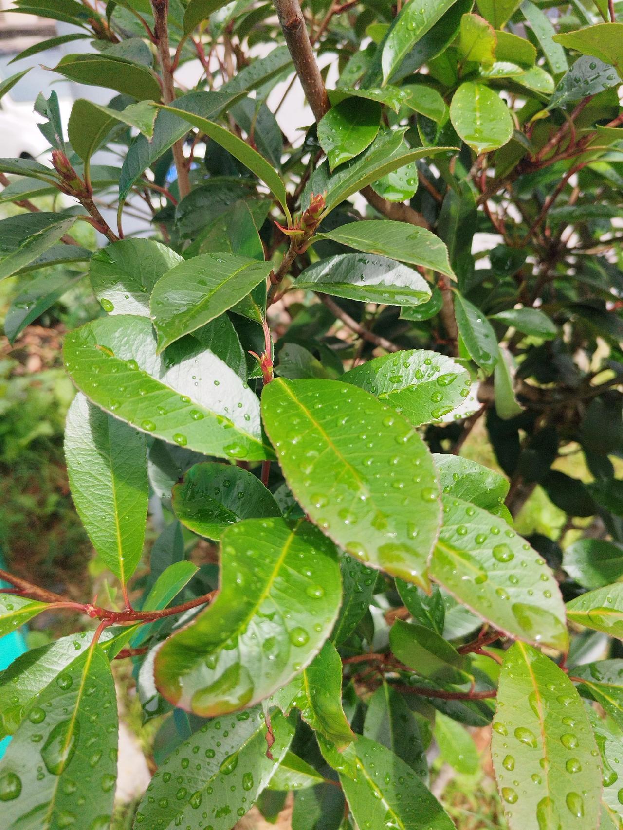 老挝的原生态红茶，真的是生命力超顽强的植物耶