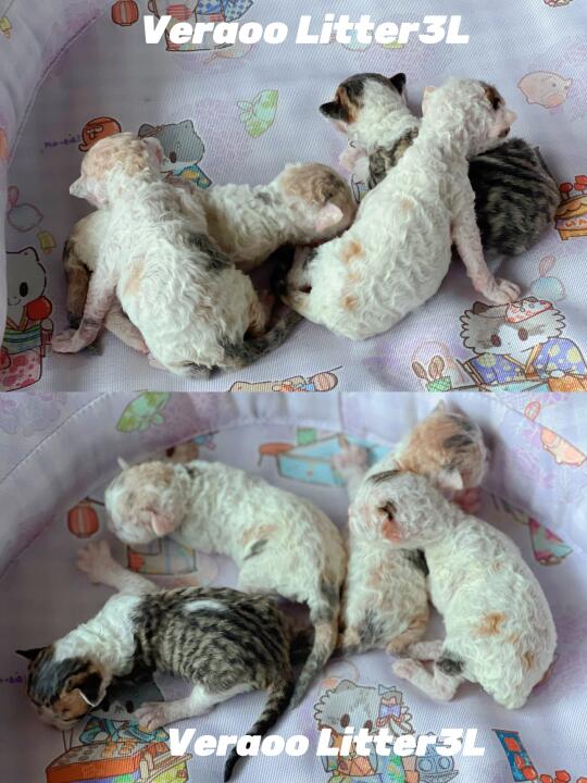 新破壳的小羊毛毡们｜德文卷毛猫