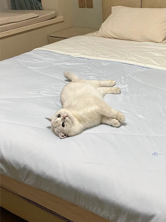 养猫人才懂的含金量！