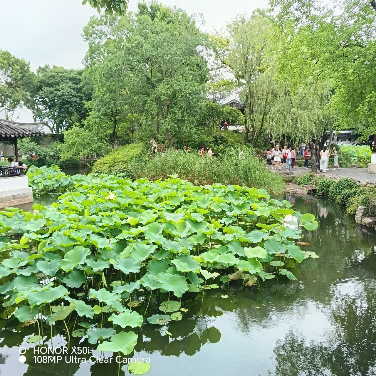 今年拙政园来晚了，荷花开败了，莲蓬都一个个冒上来了。