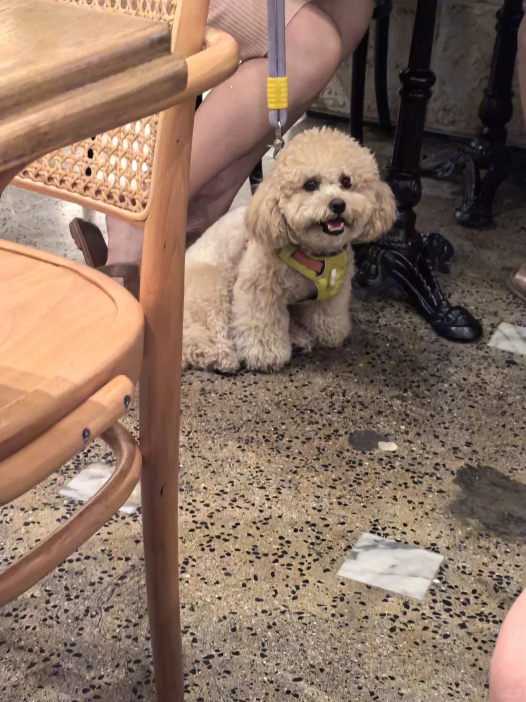 你是不是背着我有其他狗子了