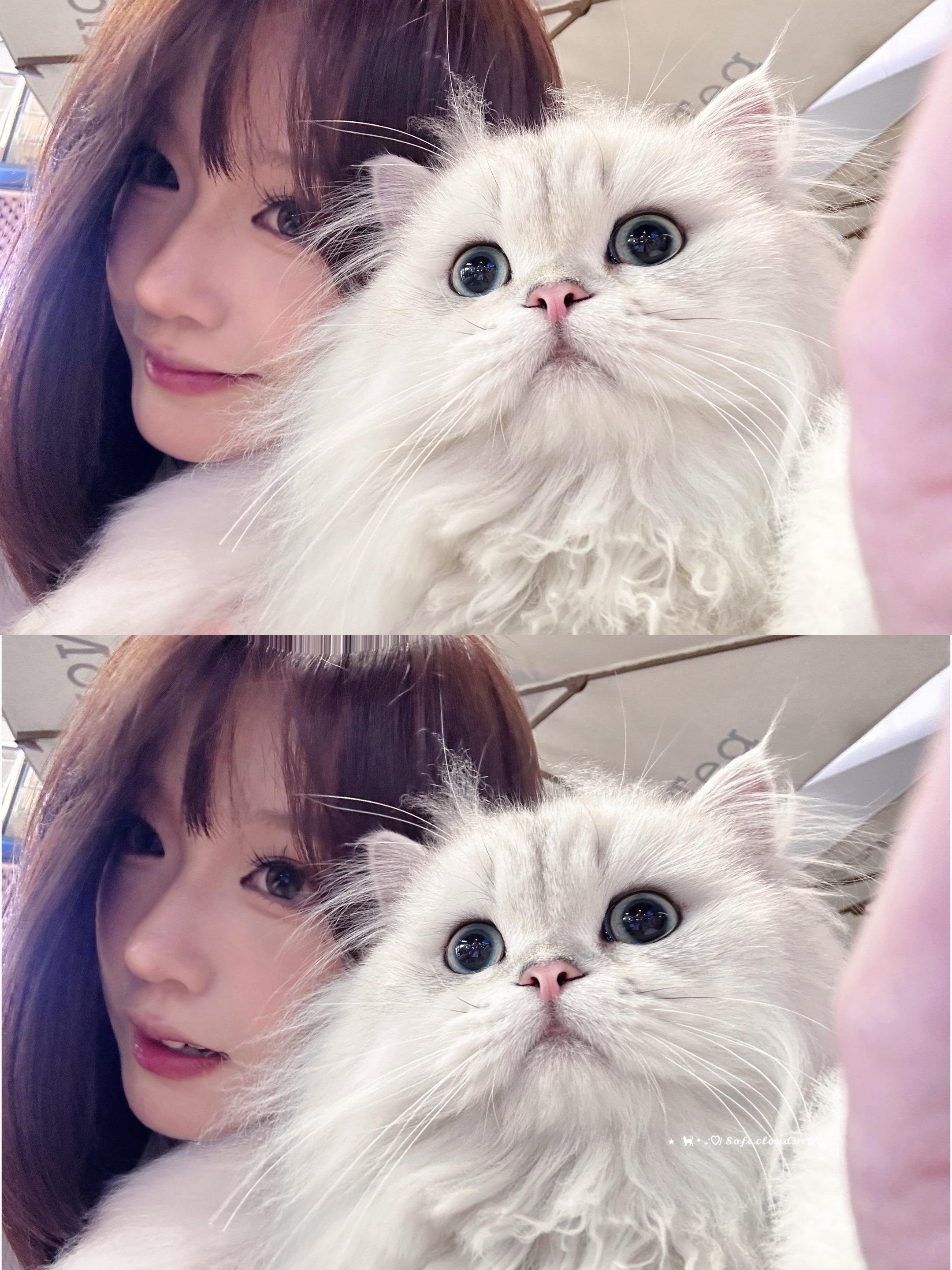 阿咪嘎西朵～喵喵。