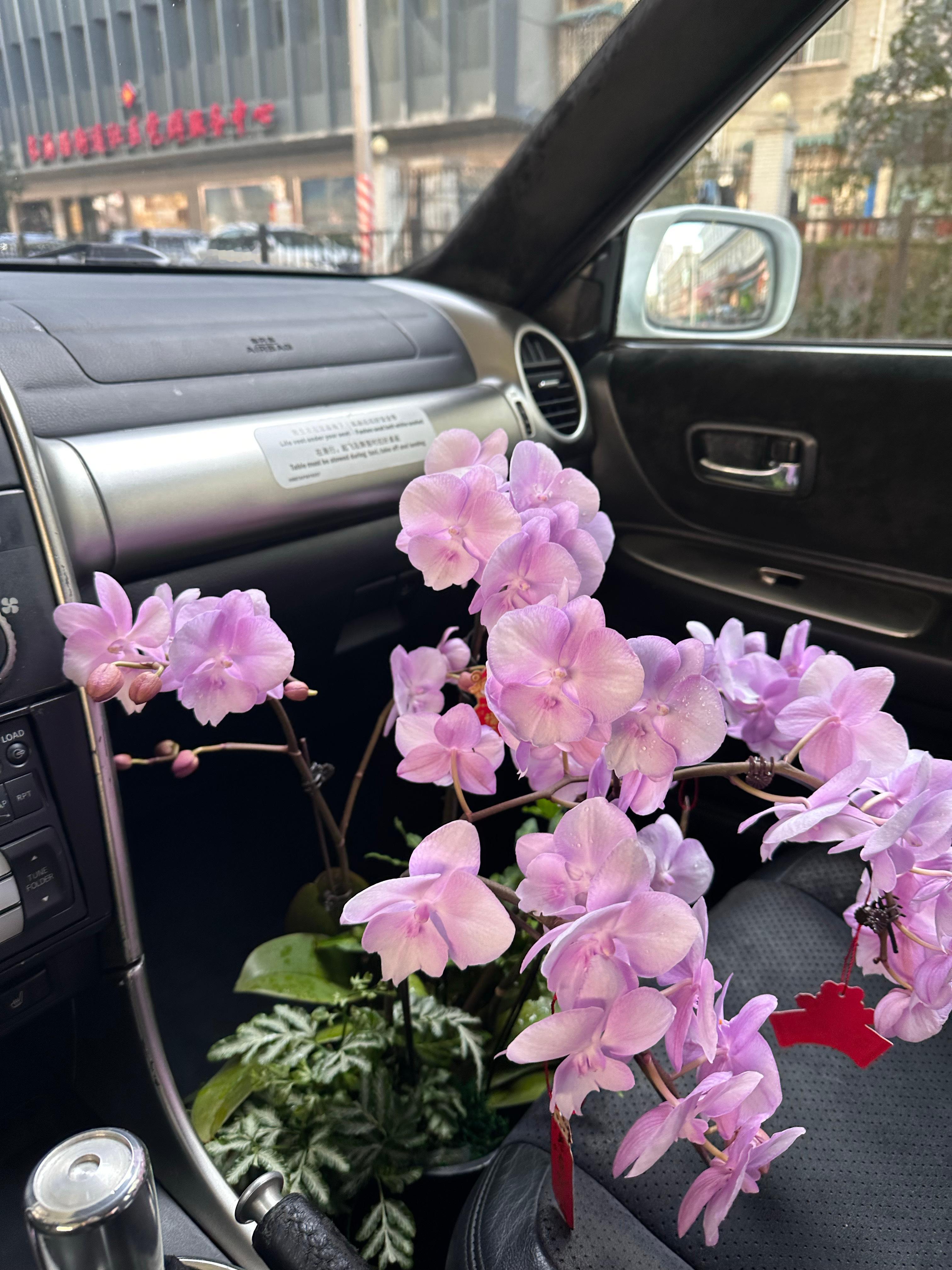 实话，开涡轮增压手动档运一盆蝴蝶兰，难度不亚于拓海在山路上运豆腐！