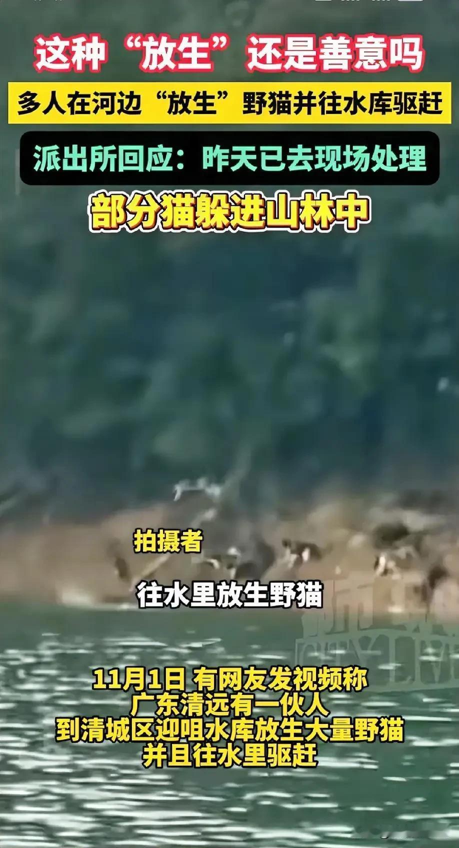 水库边猫群跳水，放生变杀生，谁在借善名行恶事

那天有人拍到，一车一车的猫被拉到