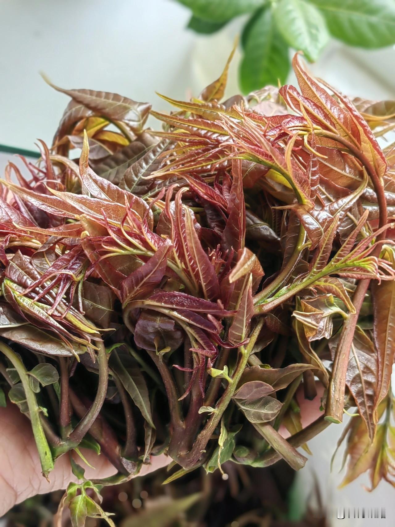春天最鲜美的叶子，要数香椿芽啦，在我们这里，春天有一种炒三鲜，主料就是香椿芽，配