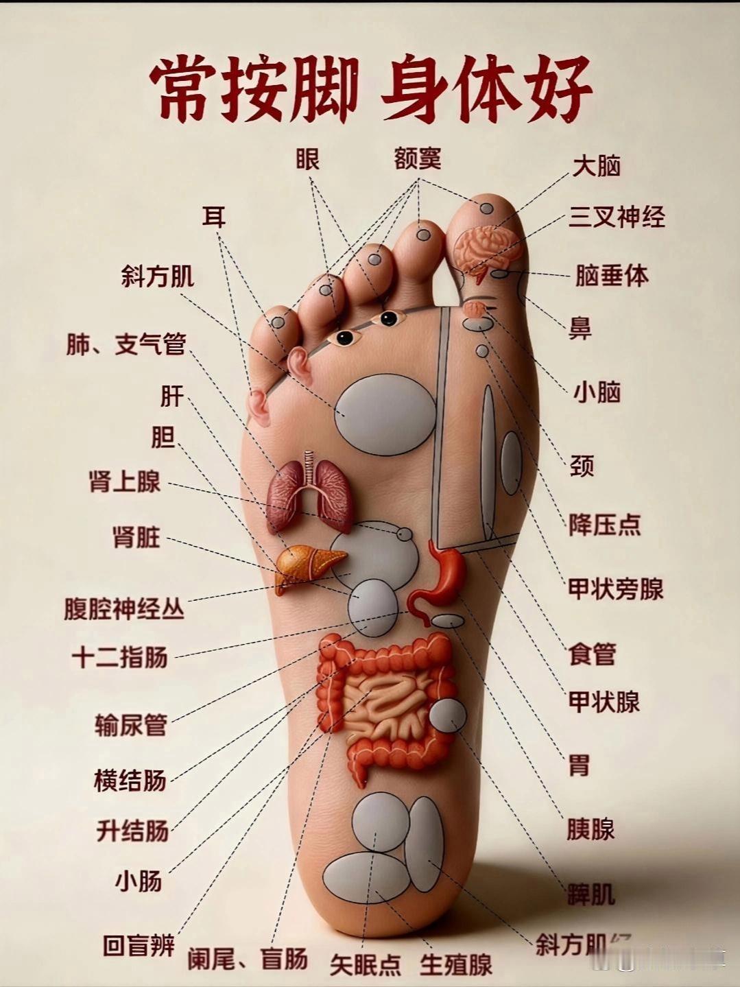 "足底按摩对应全身器官”这张图一目了然，你肯定能看明白的 