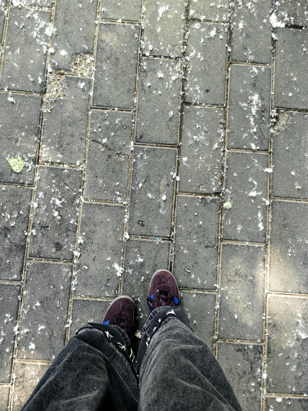 *碎碎念*我差点忘记北京的柳絮有多厉害，幸好带了口罩帽子，袖子顾不得了，都是毛毛