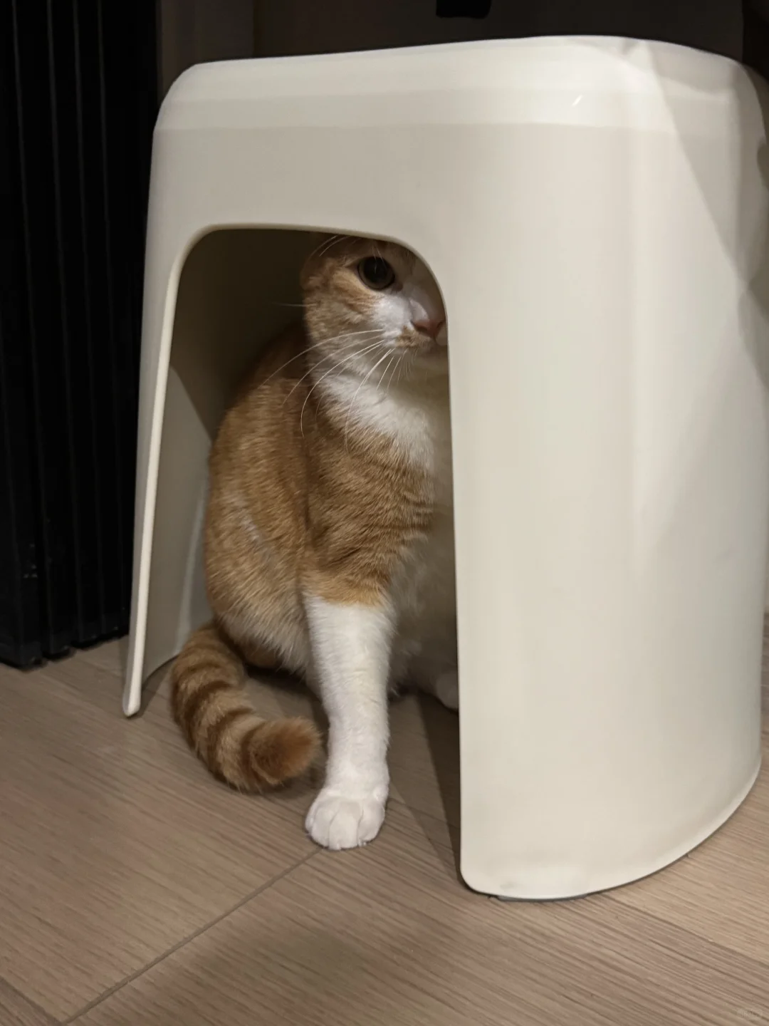 找猫找半天