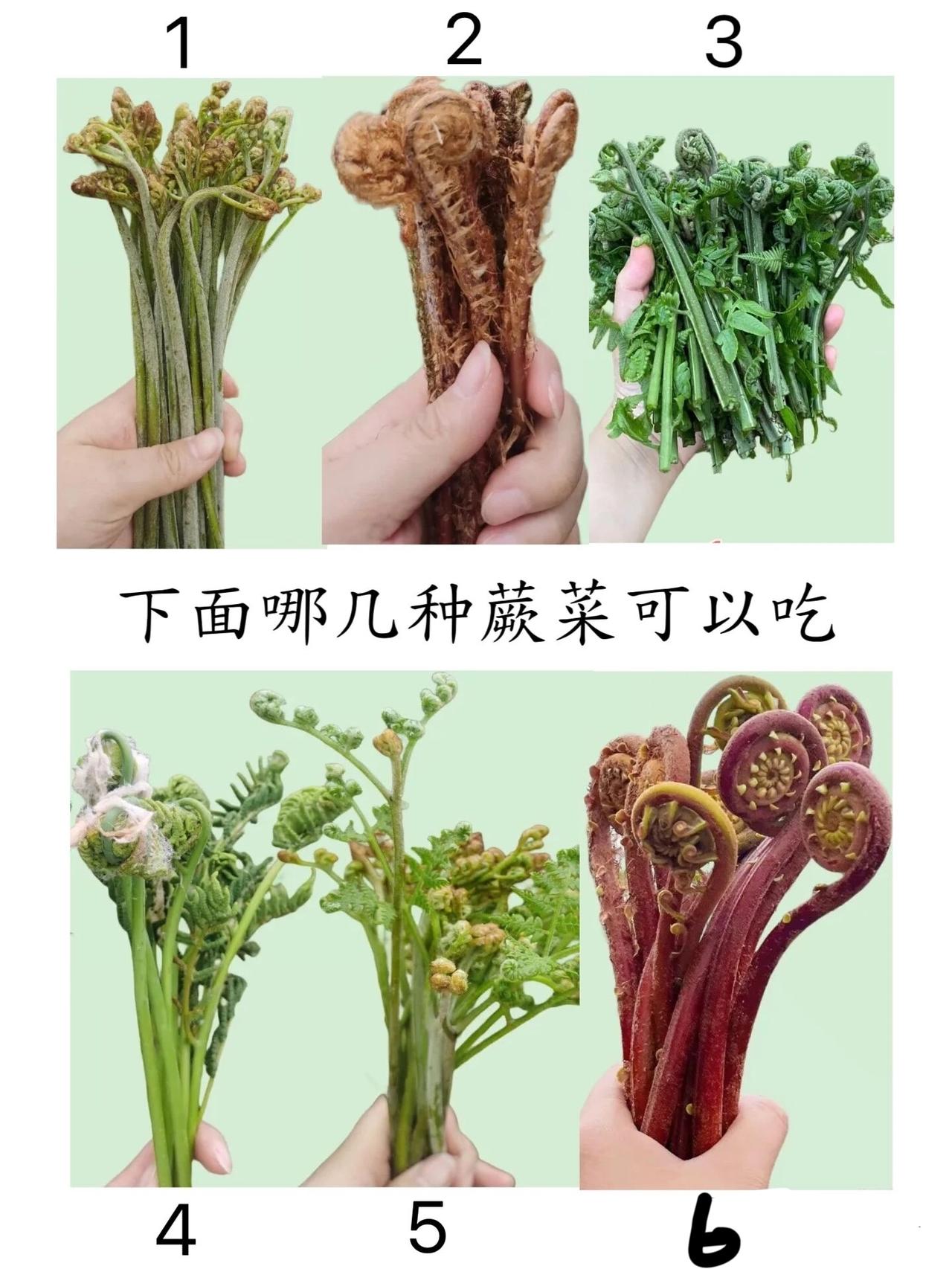 几号蕨菜能吃？