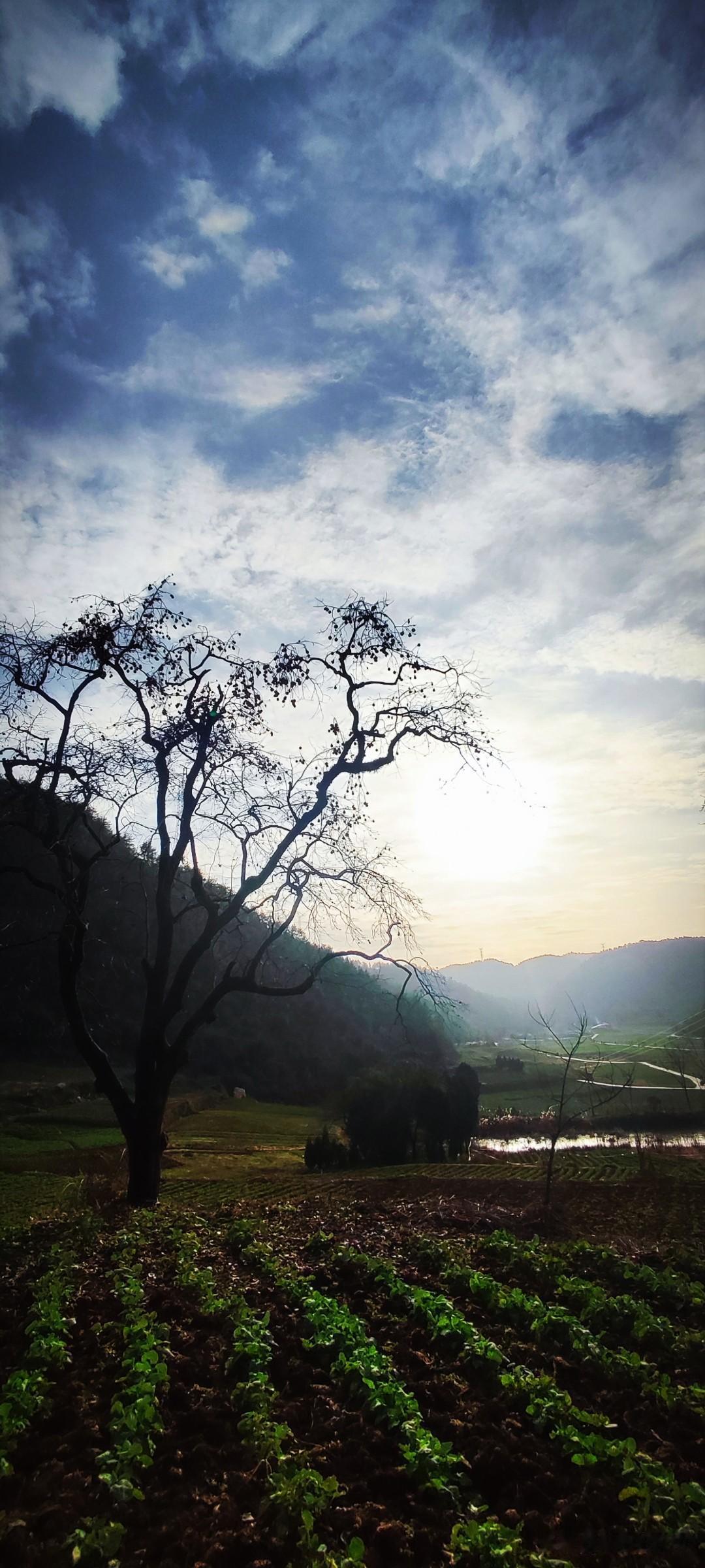 晒图笔记大赛天气好的冬日，一定要去山里。山坡上的一株柿子树撑起了：油菜地、小池塘
