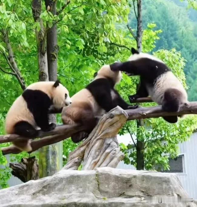 大熊猫小伙伴之间也和人类一样，有时候大家一起玩得很和谐，有时候又会因为某种原因起