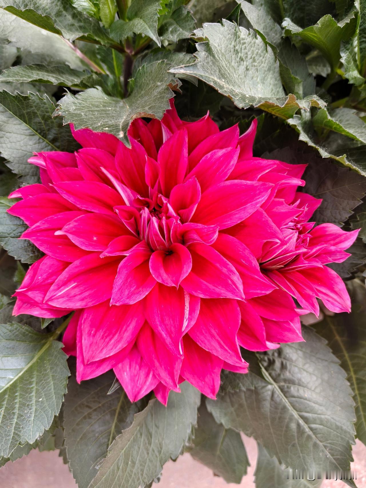 七绝·大丽花
雍容艳色立庭前，叠瓣层开若锦笺。
不与群芳争俗媚，独携风韵醉流年。