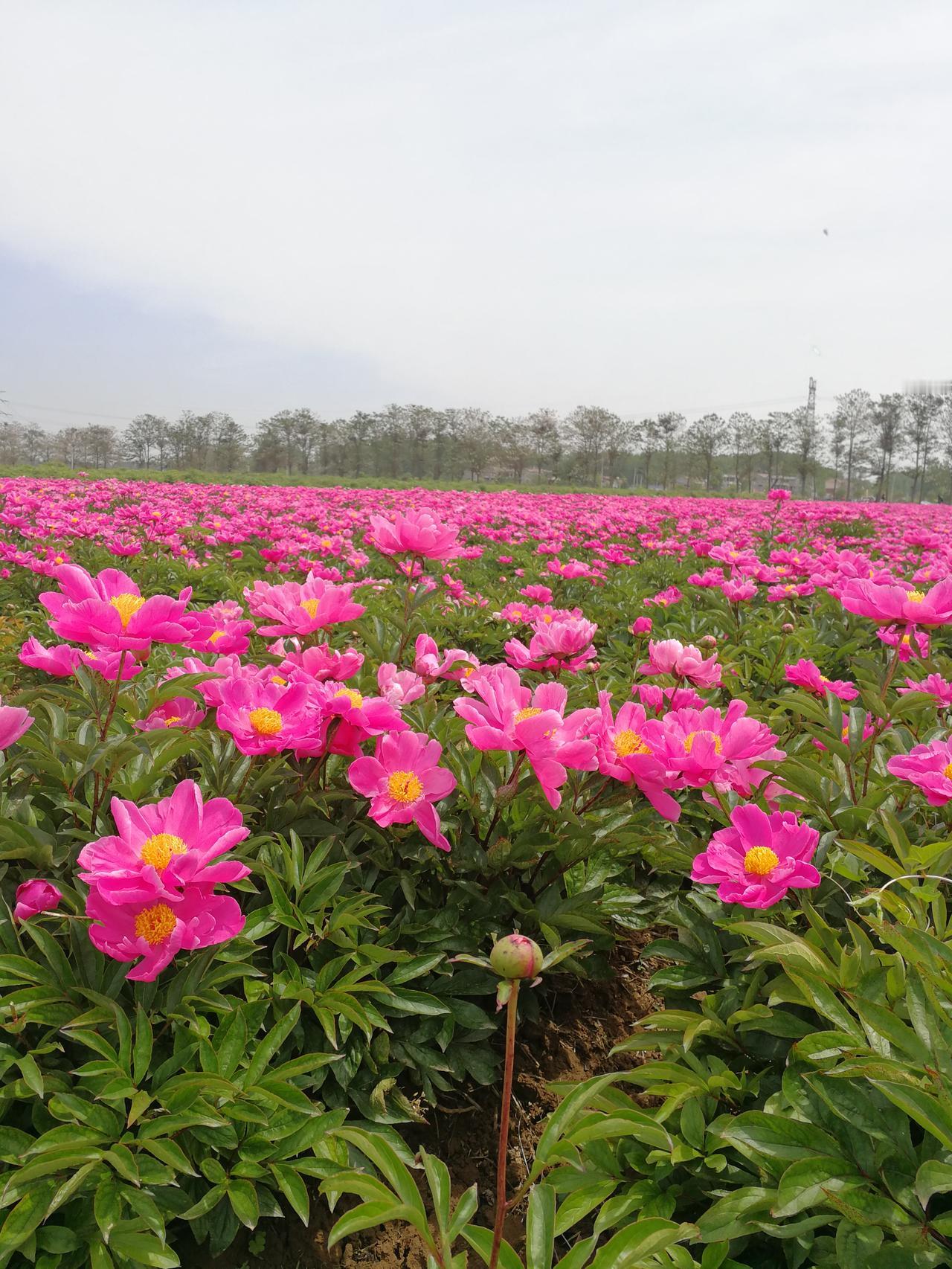 有“中华药都”之称的是哪个地方中华药都，芍花之乡！