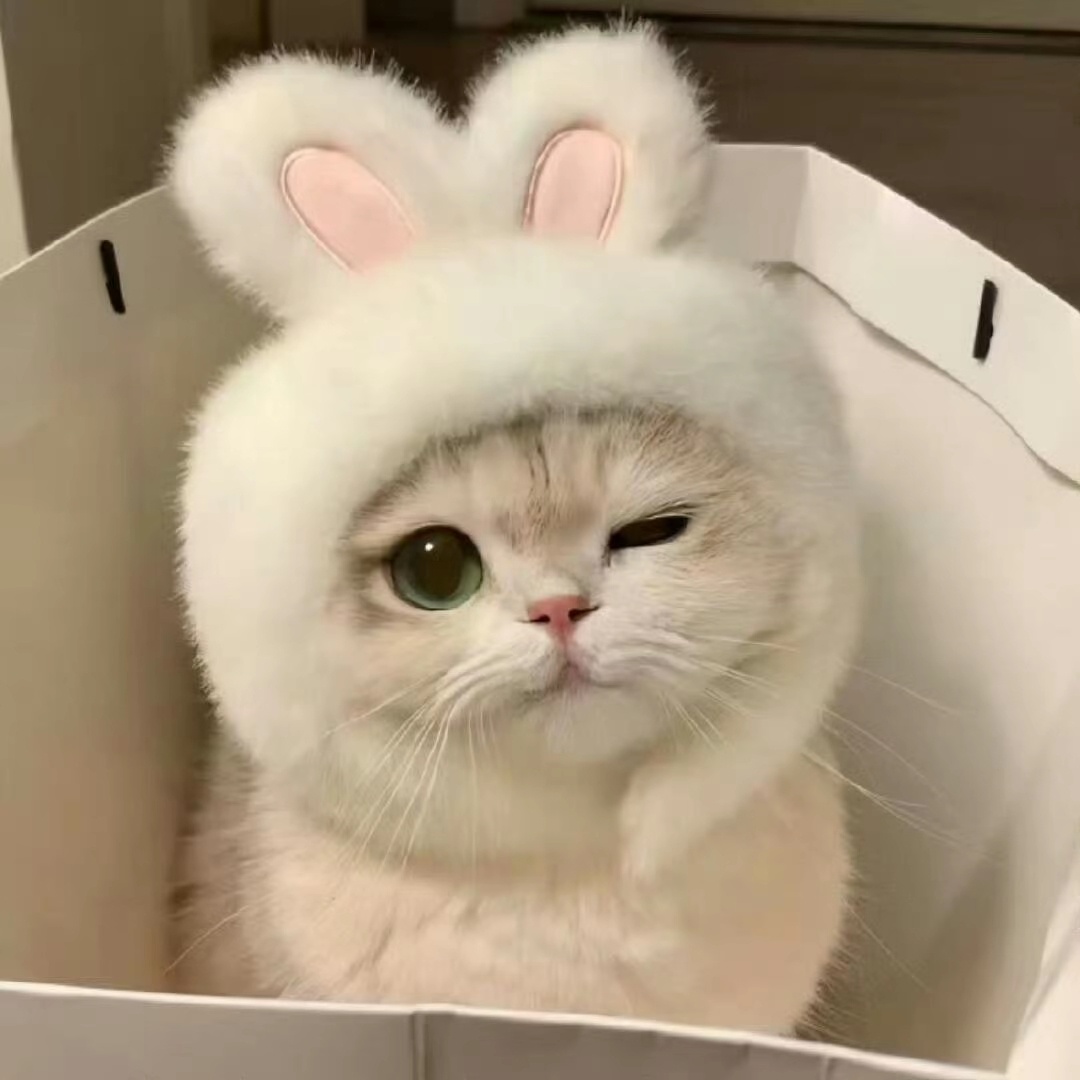 用猫猫做头像，你喜欢吗？ 