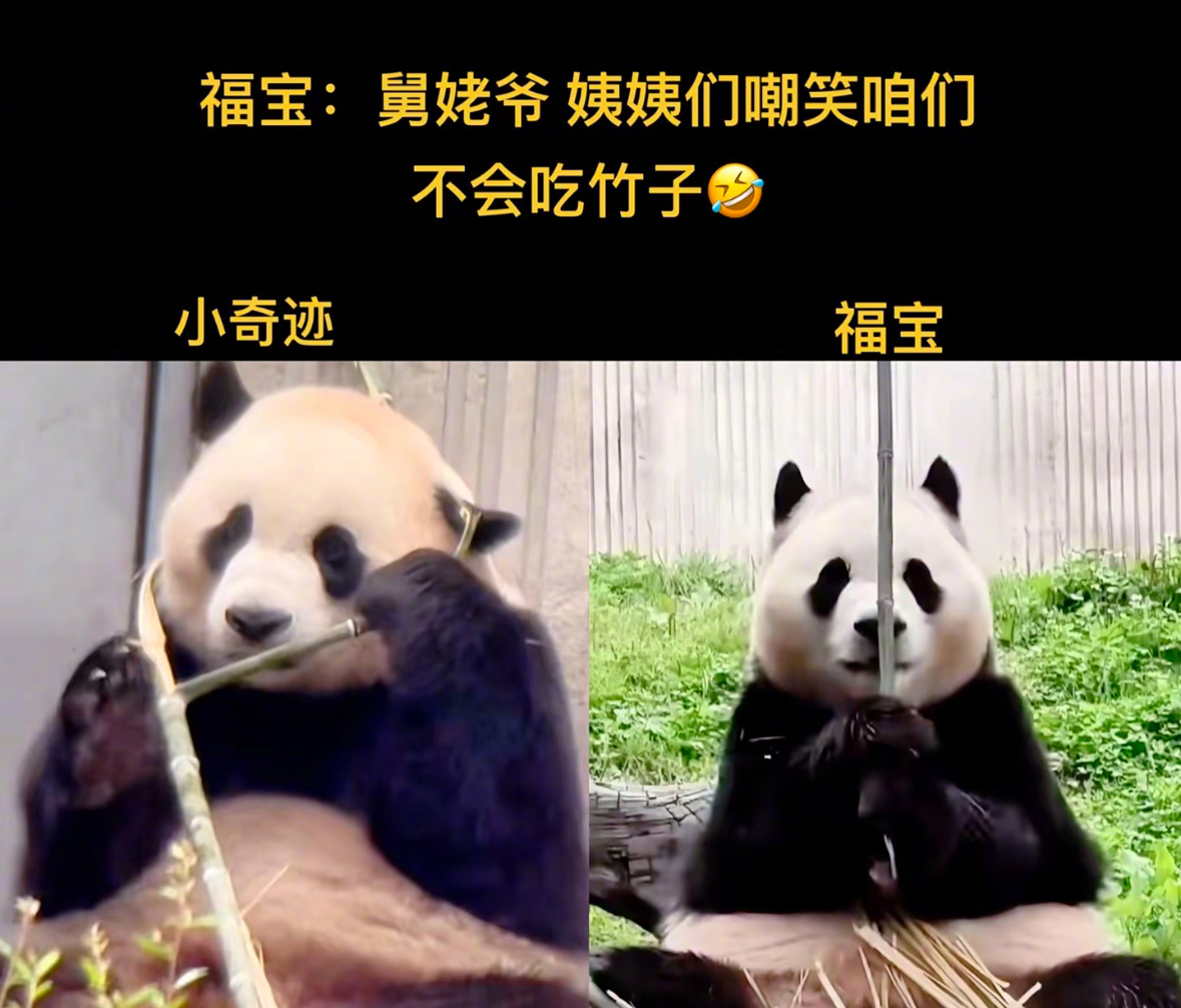 能不能公派去北京向萌二学习[熊猫][熊猫] ​​​