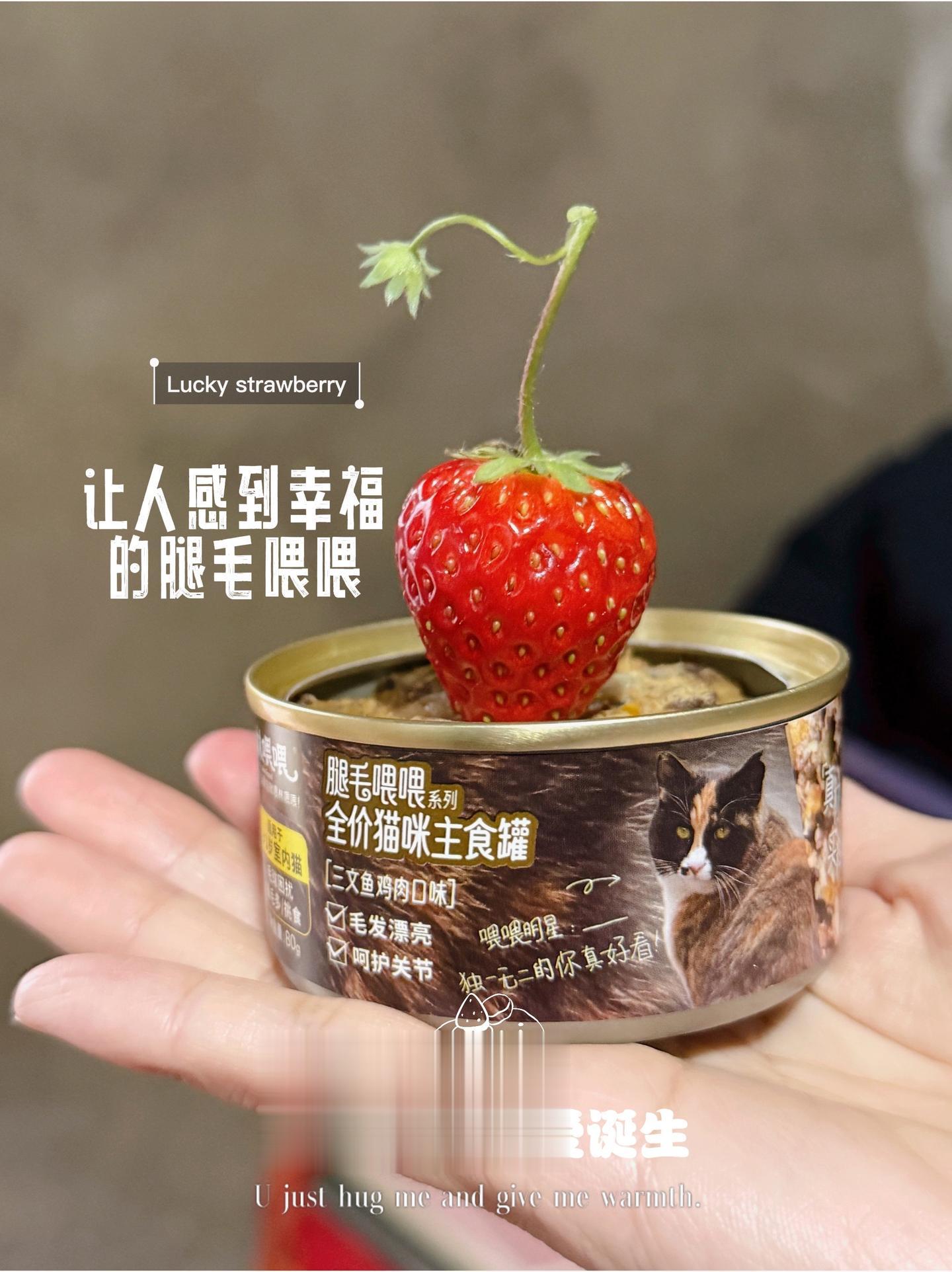 记录腿毛喂喂猫主食罐诞生这几天所有。让我感觉幸福的瞬间。带着真诚与爱出...