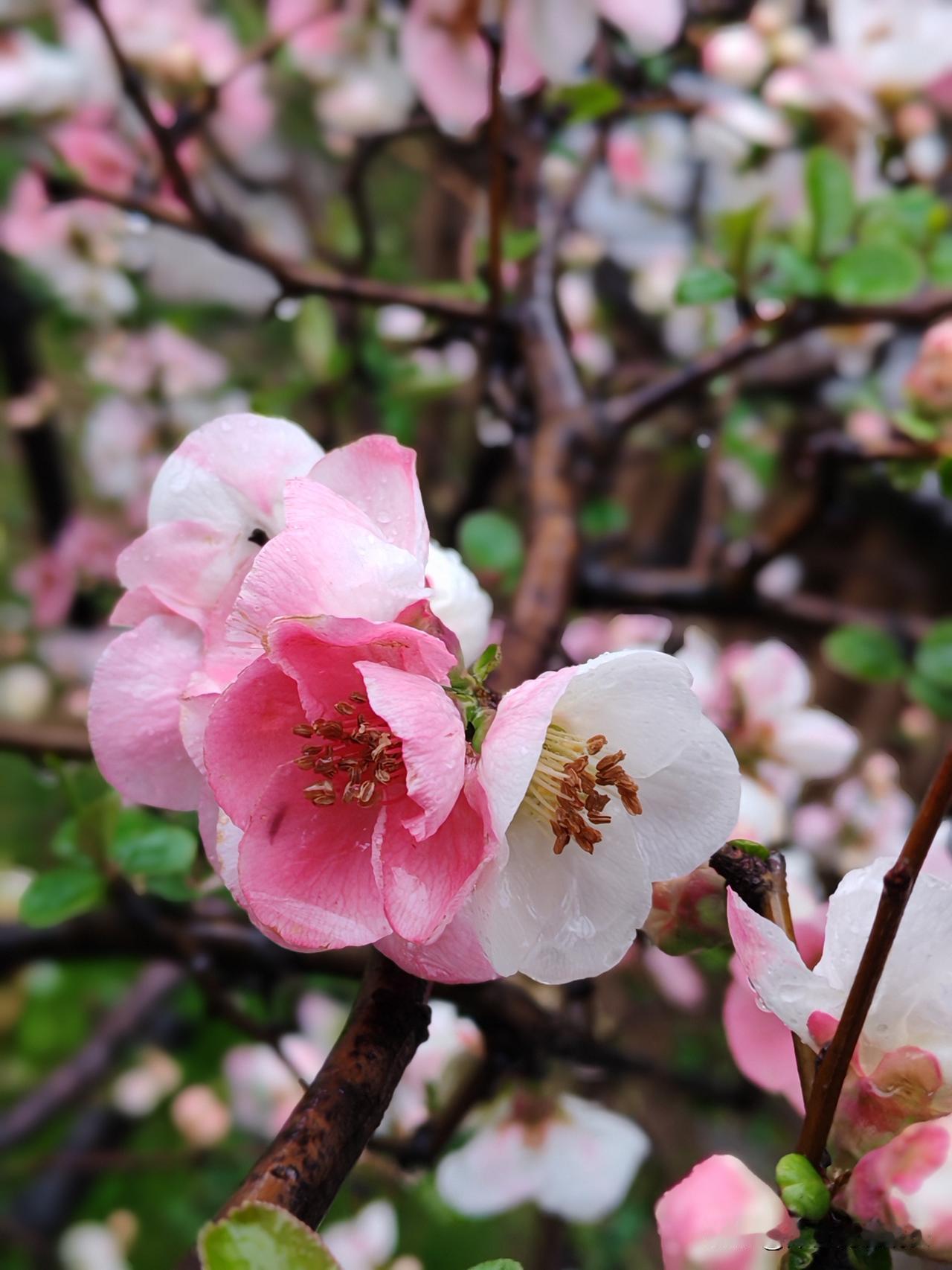 从喧嚣走进烟雨，心也跟着静了下来。
莫愁湖畔，雨打海棠。
人生亦如这雨天，放慢脚