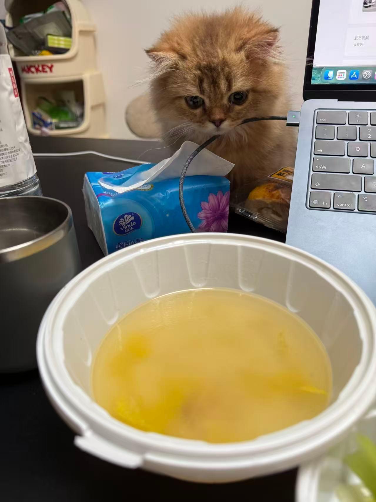 小蚕豆在馋我同事的晚餐……和我一样是个馋猫