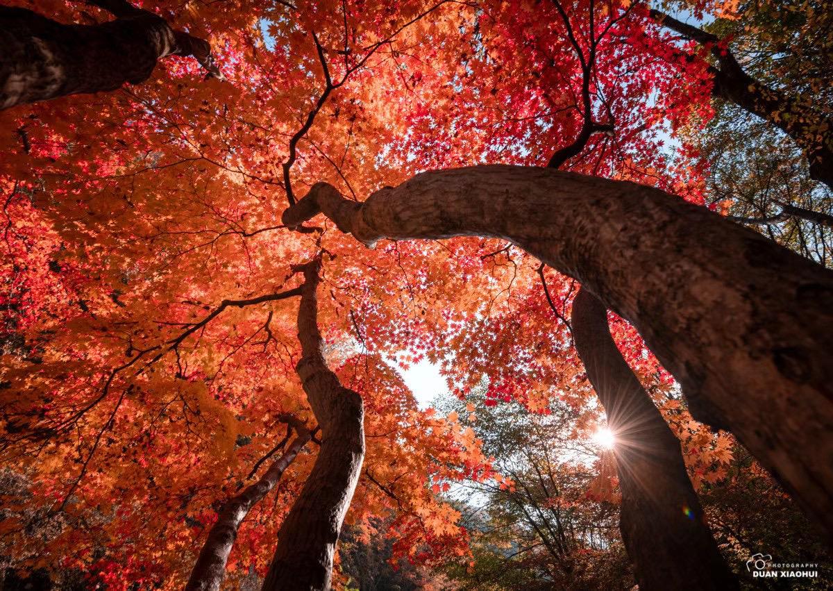 交换你手机里的秋树 一起来拍秋天 我的摄影日记 摄影日常