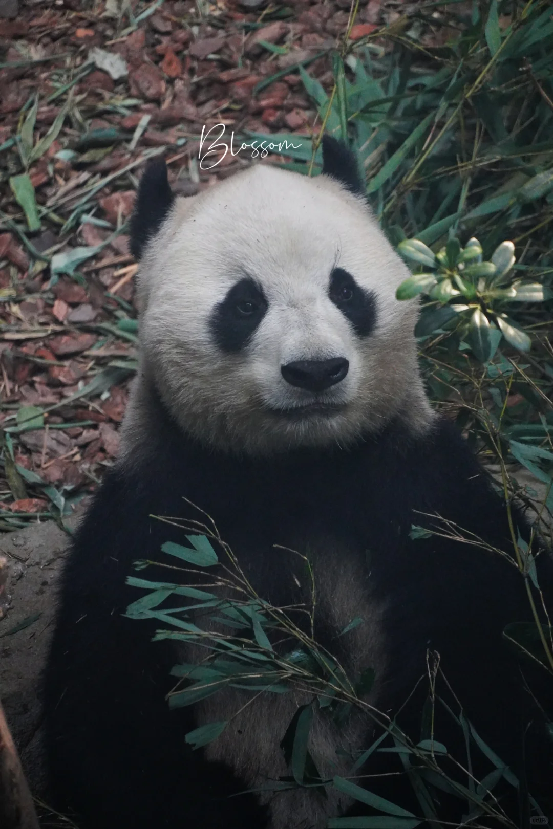 240808 福禄姐11岁生日快乐吖✨