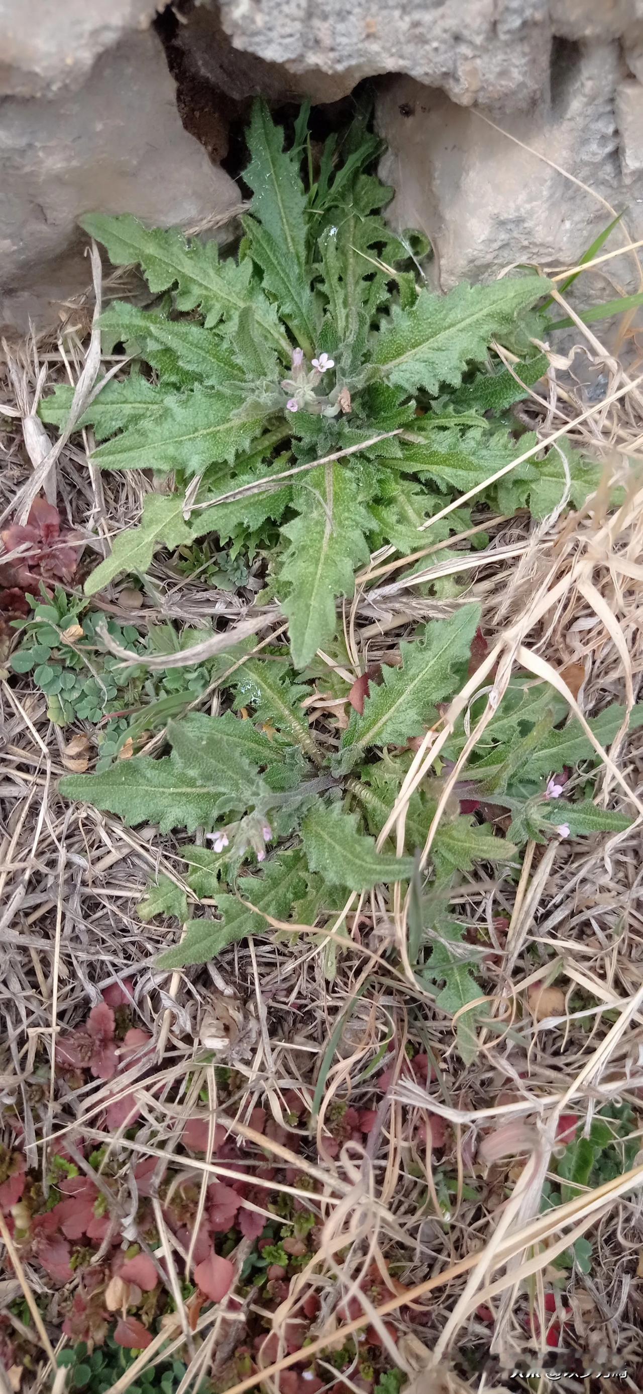 有认识这种野菜的吗？
确切讲我已经20多年没见过这种菜了。我们老家管这叫水萝卜棵