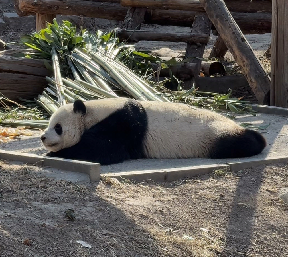 萌二趴趴熊，趴得好平呀二二。[哈哈][哈哈] 