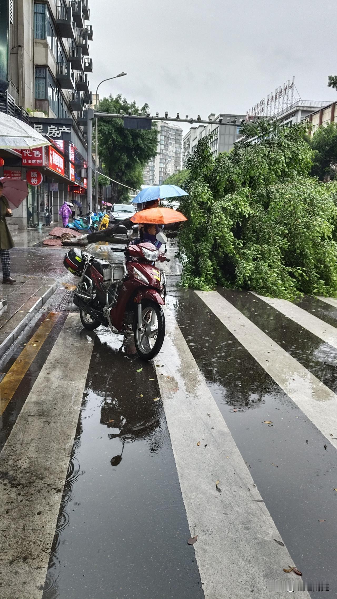市和平东路一行道树倒在行车道中间，来往人及车辆请注意避让