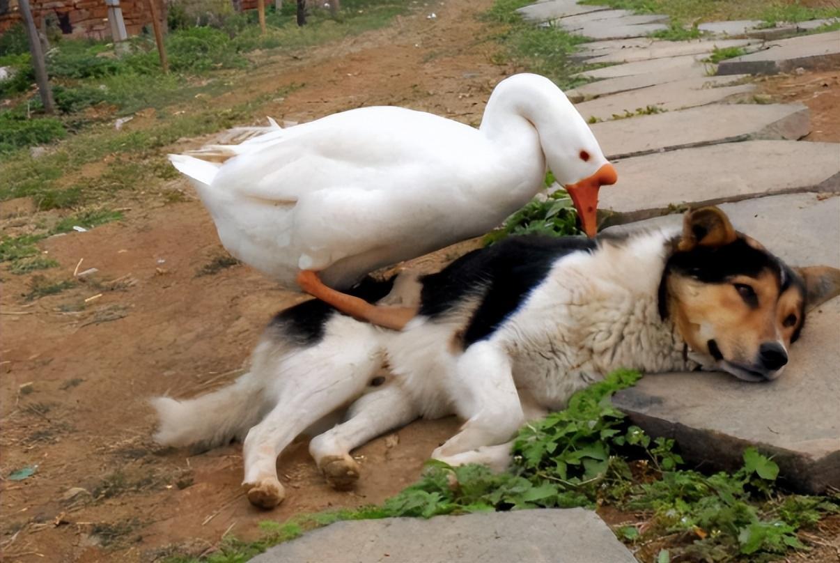 鹅狗“江湖”起纷争，护崽反击谁更狠？
11月24日，河南一网友家发生一起动物冲突