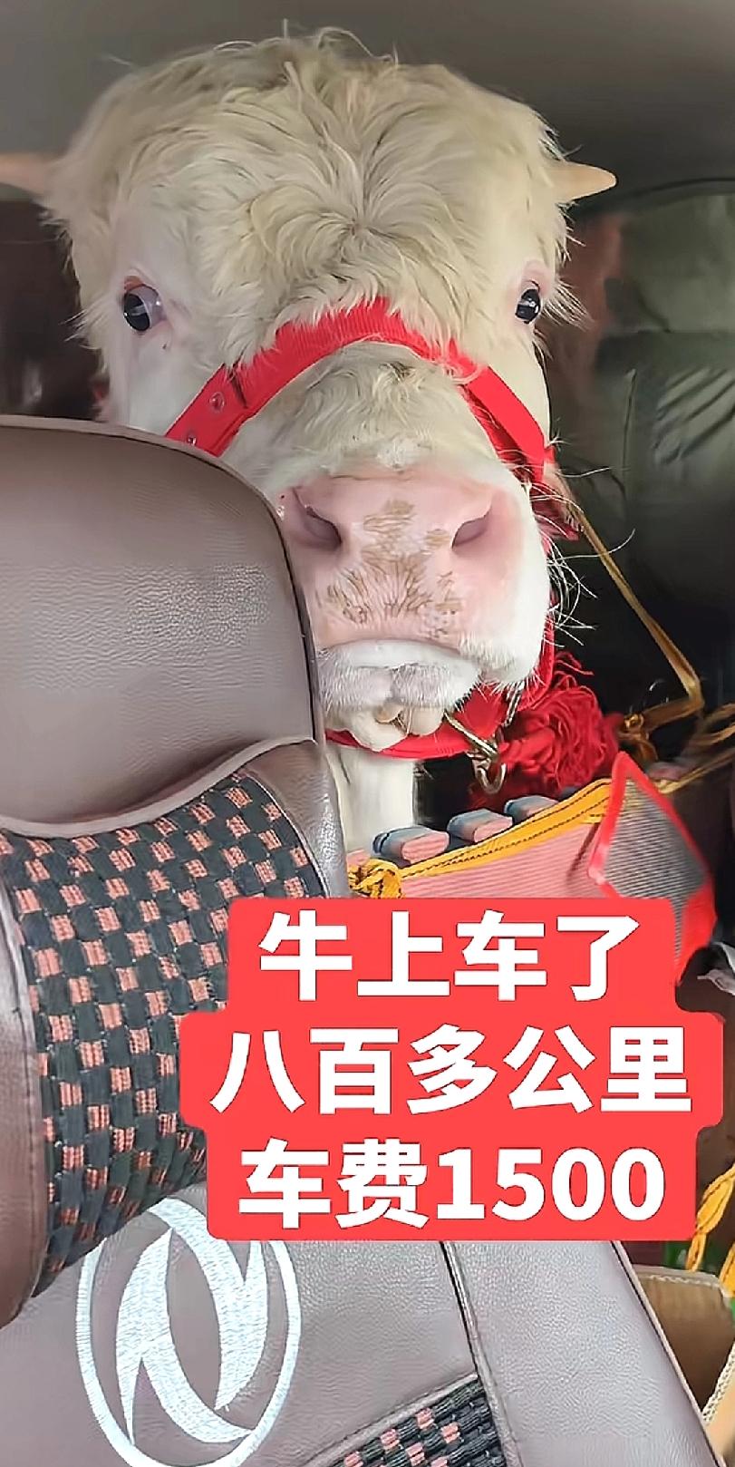 多么可爱的小牛犊呀！
八百多公里，一千五。
看看司机笑的那么开心。
感觉比小牛犊