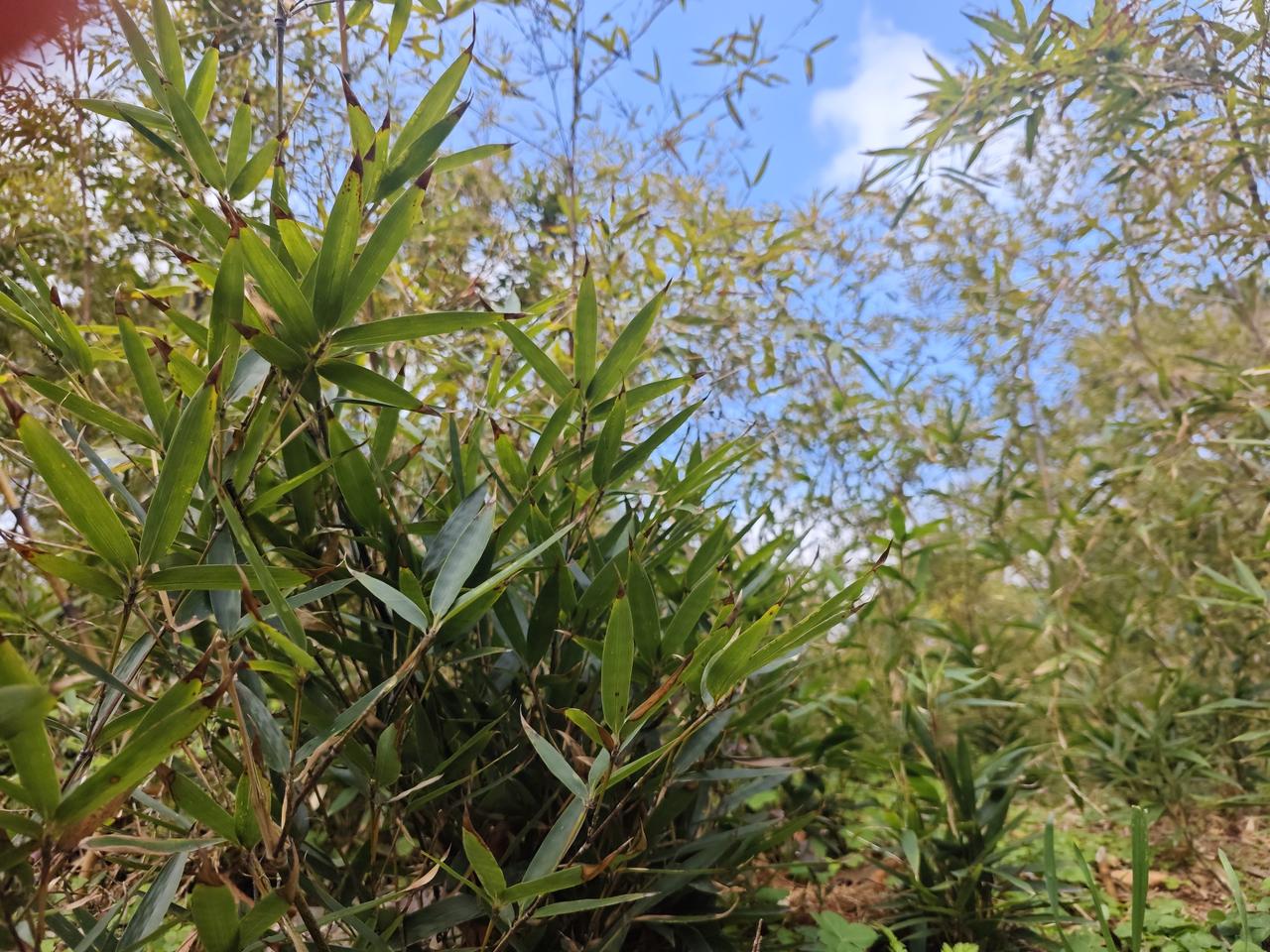 紫竹林是普陀山一大特色，这里的紫竹被很多人移到其他地方以后马上会变成绿色，再也看