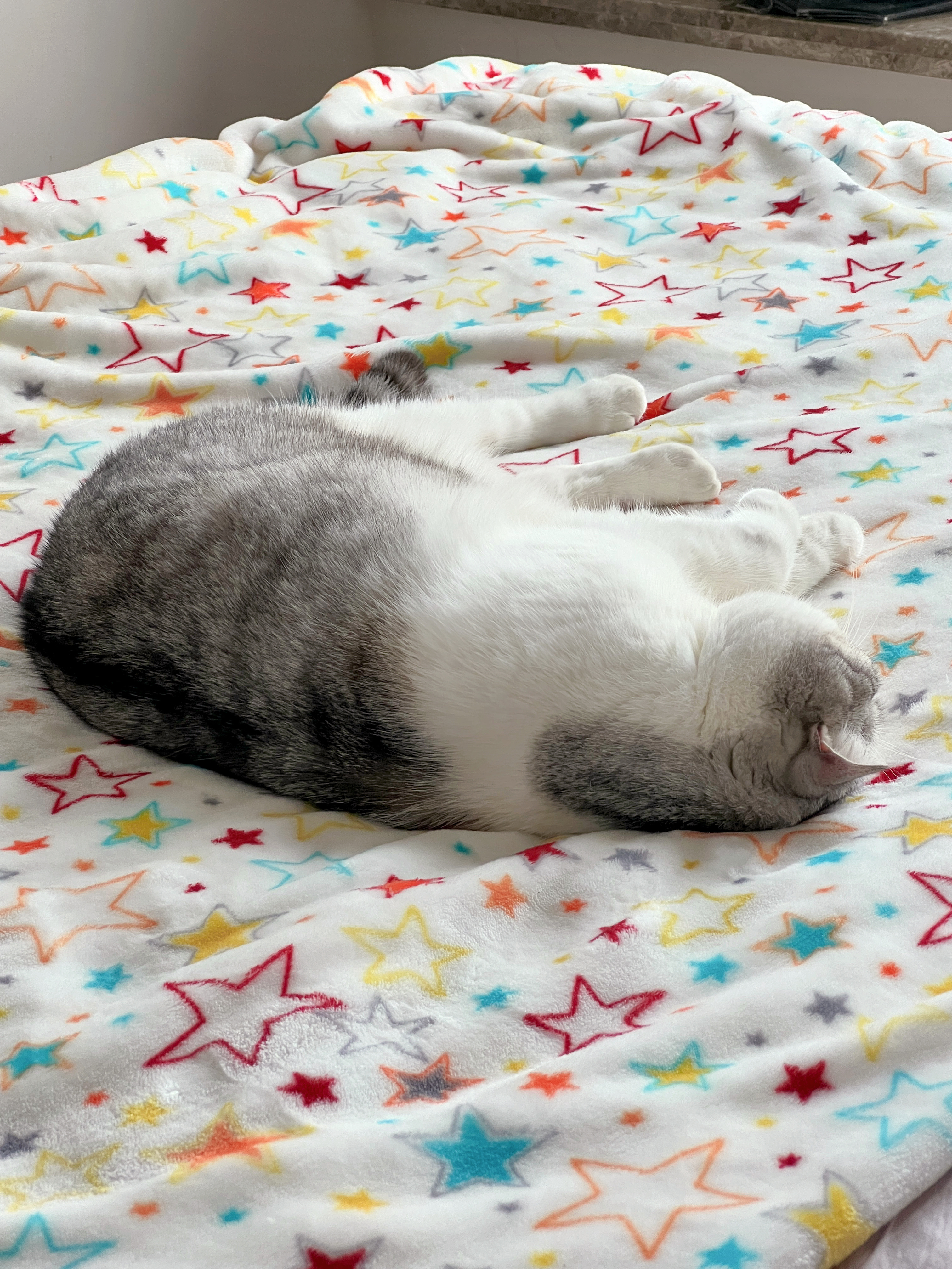 小猪的下午觉时间 ​​​