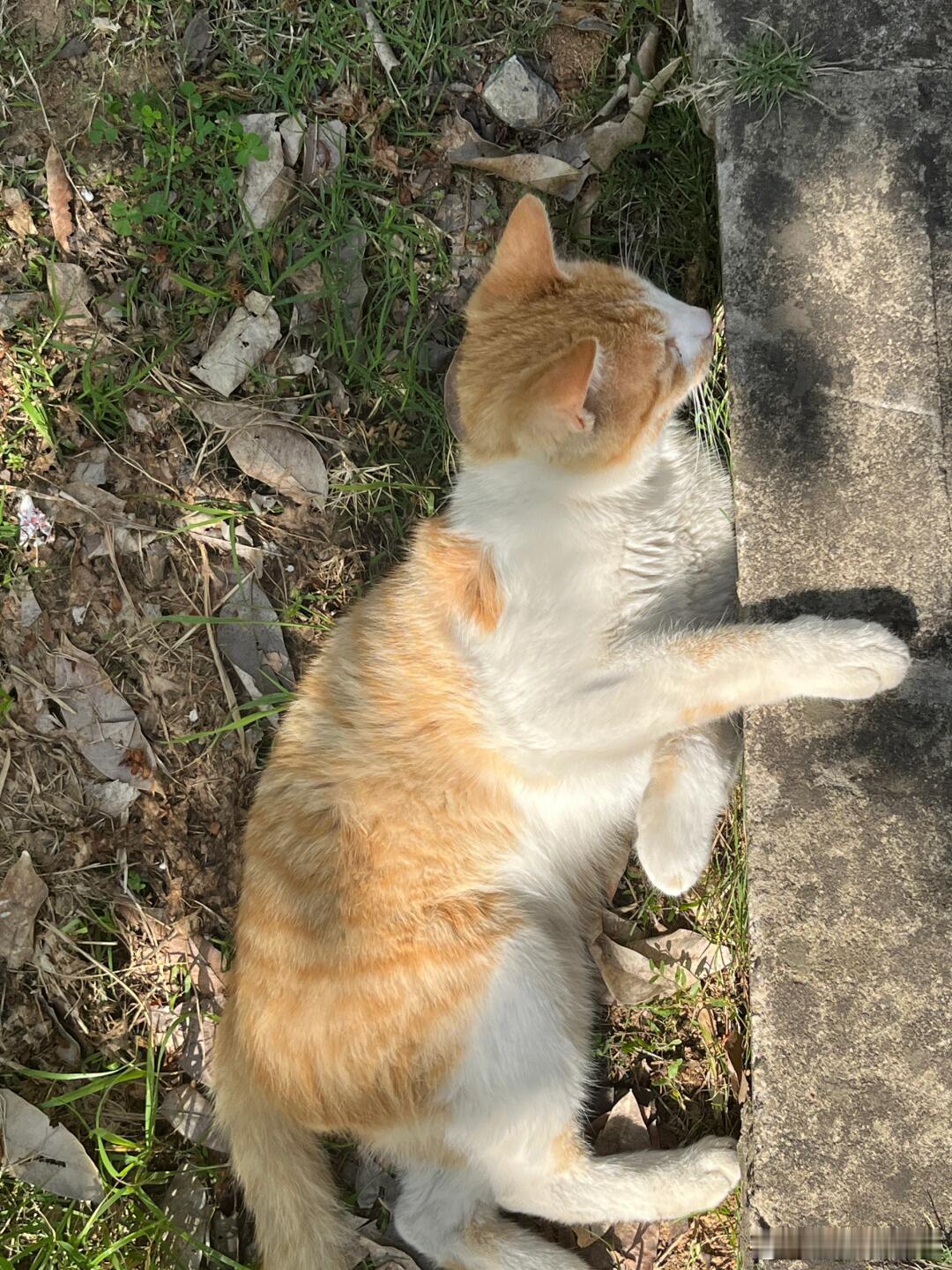 可是它在发光哎！谁能拒绝一只发光小猫啊！！！ ​​​