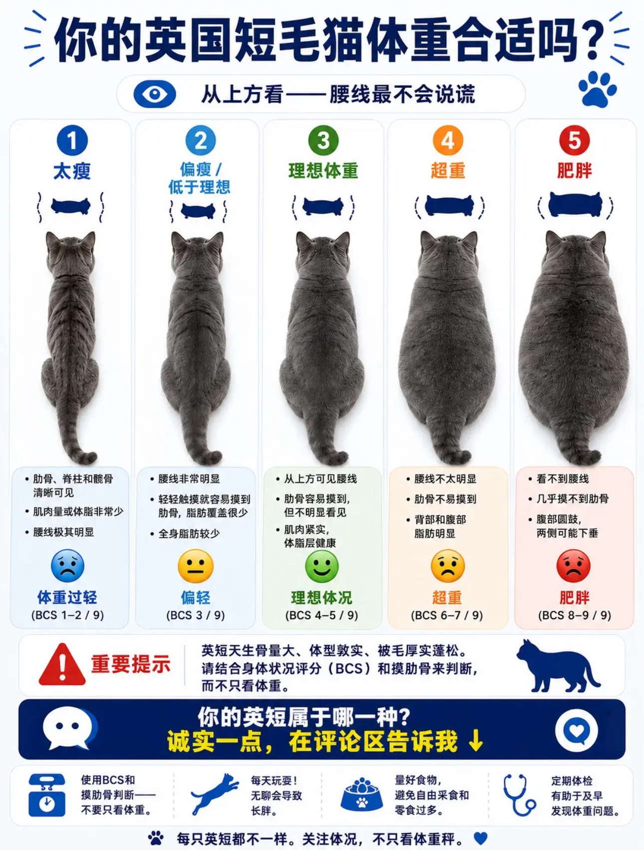 "圆脸是英短的正常特征，额外的体脂可不是。英短天生体型敦实圆润——但这...