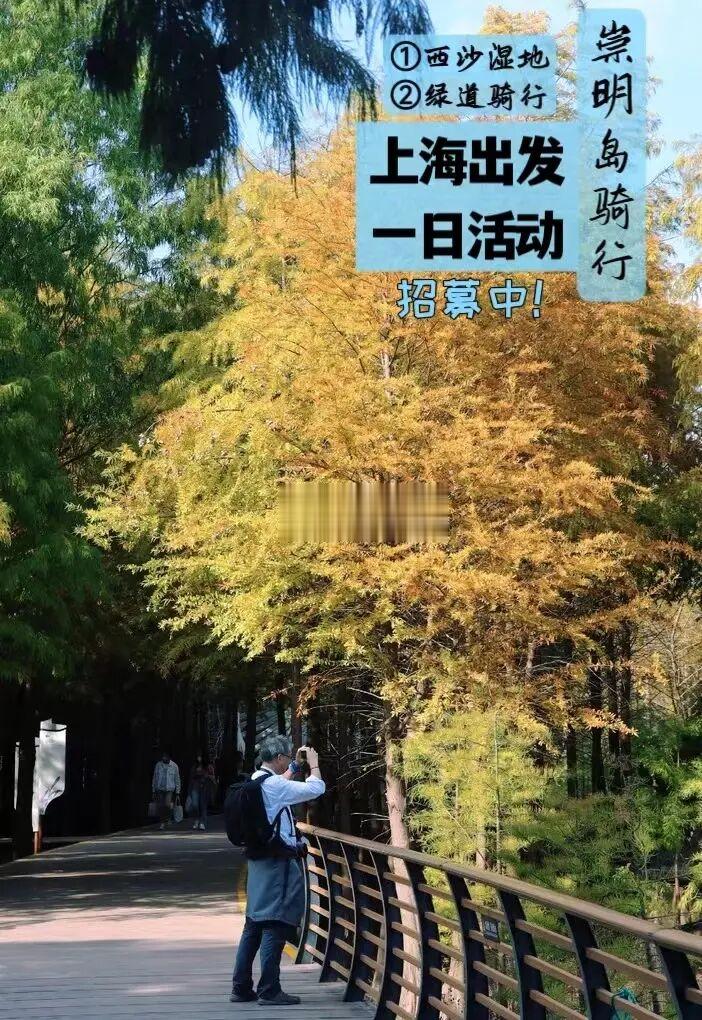 崇明岛西沙湿地芦苇荡野餐+河堤骑行
