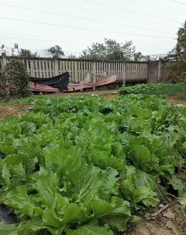 什么时候，植物长得最快？

夏天呀！夏天为什么植物长得快？太阳大呀，天气越热，植