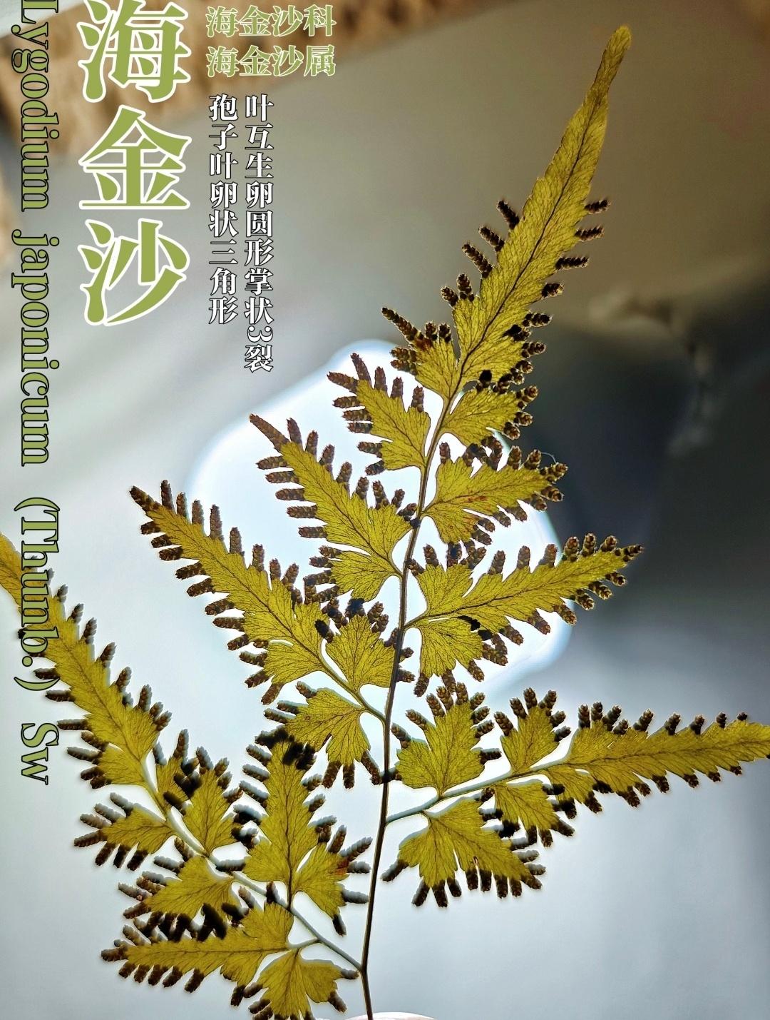 喜欢植物的同学看过来！
神奇的蕨类植物叶脉 …丨製：三叶鱼木