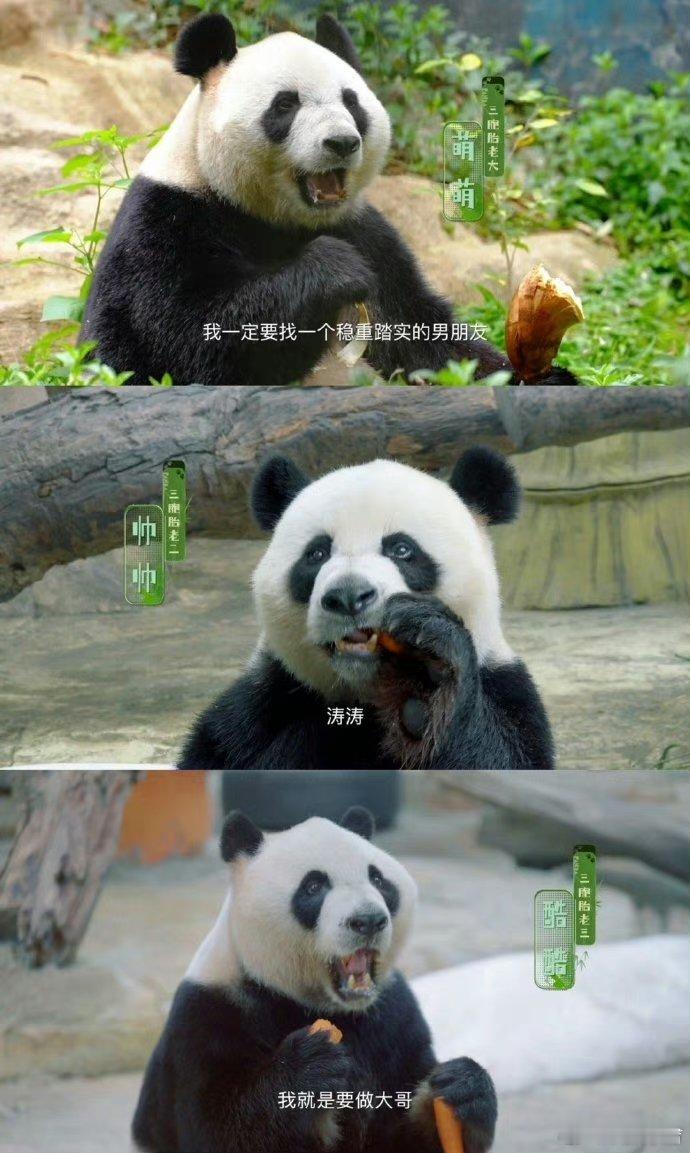 #广州大熊猫酷酷粤语十级#真的没想到现在的大熊猫都已经这么多才多艺了呀，酷酷真的