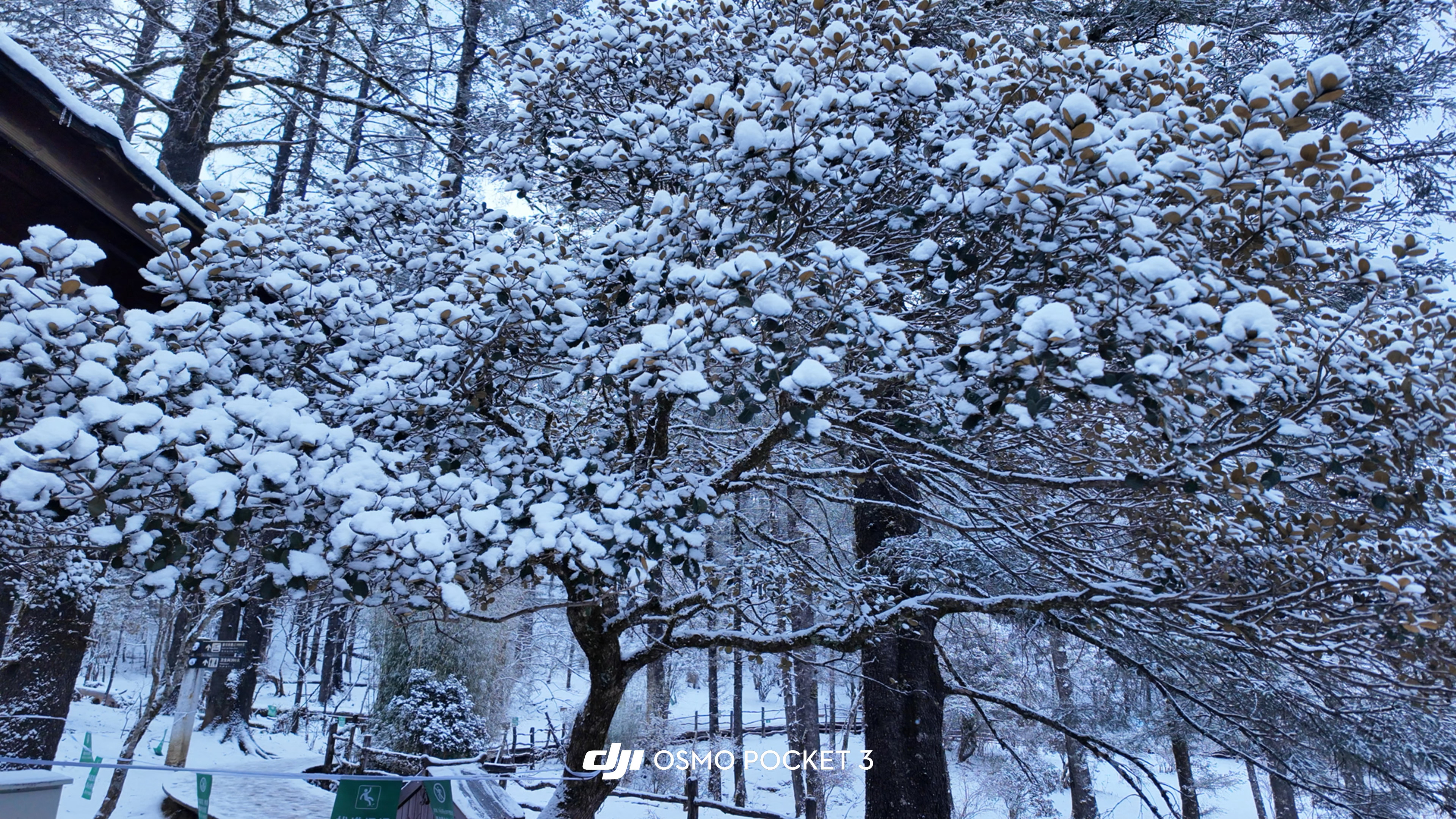 白宇白宇去所有的目的地 by星ip共振计划 📍云南玉龙雪山下雪啦！❄️真的好美