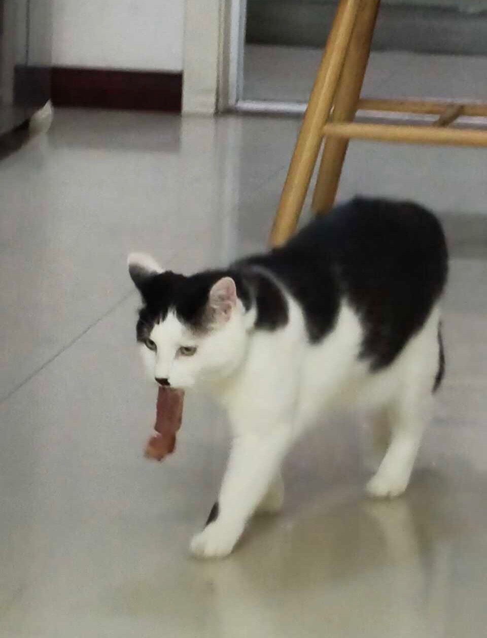 我打猎，因为我是猎手。daily奶牛猫 （投稿：） 