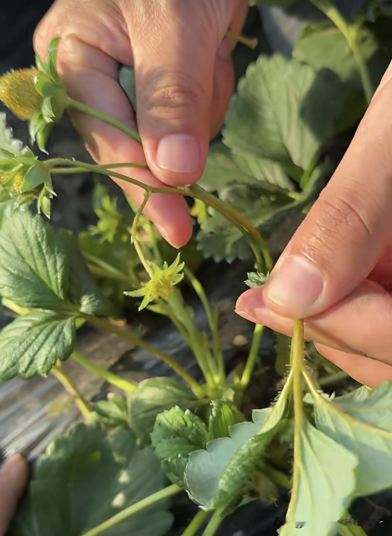九成人不懂螨虫的天敌是啥? 红蜘蛛、白蜘蛛、茶黄螨这类植食性螨虫繁殖速度快、世代