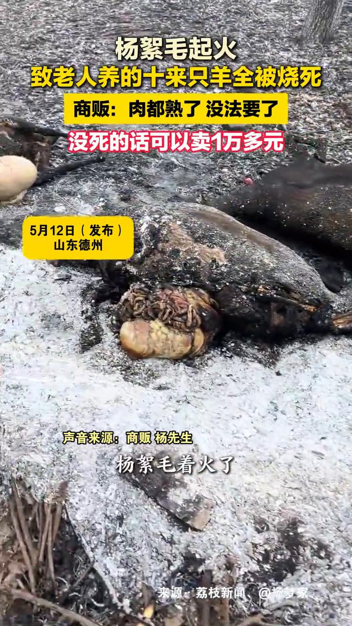杨絮毛起火，老人养的10来只羊被烧死。商贩：肉都熟了没法要了。
荔枝新闻。
5月