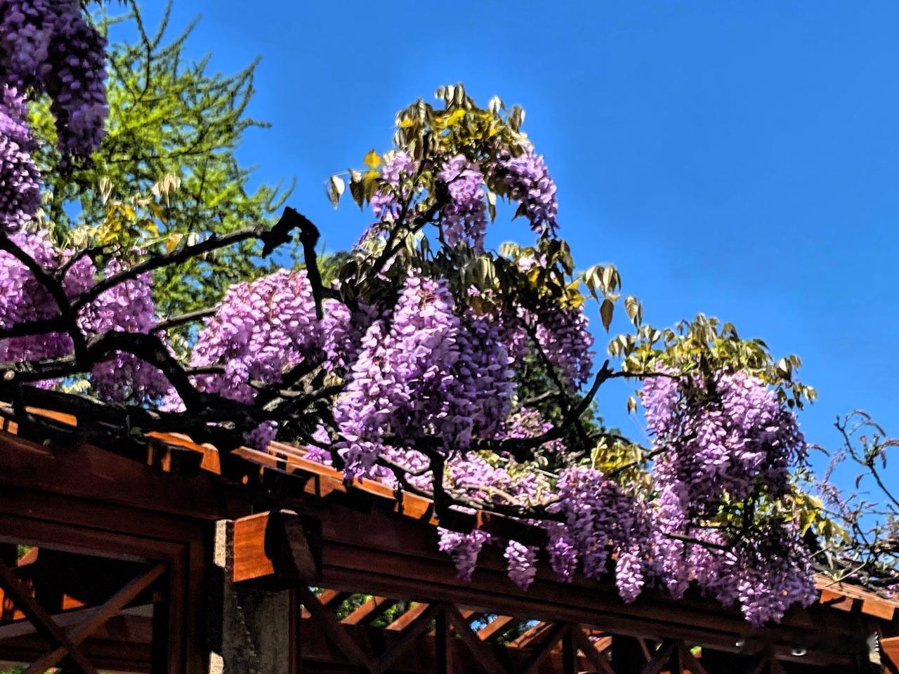 紫藤芳菲四月天
狮子林流忘归去