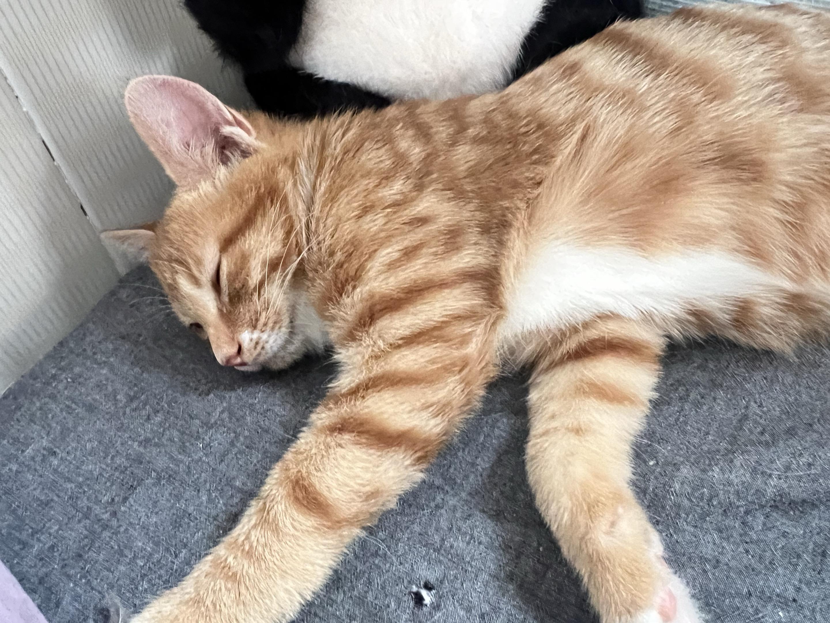 我和猫 胖橘 流浪猫领养 煤气罐 大肥喵