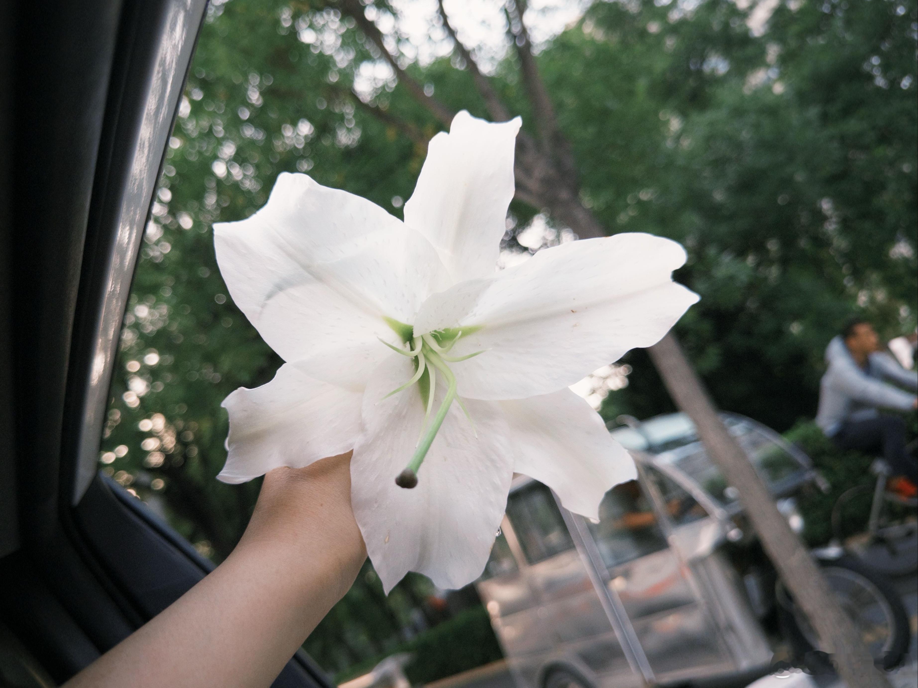 送你一朵小红花，开在你昨天新长的枝桠 ​​​