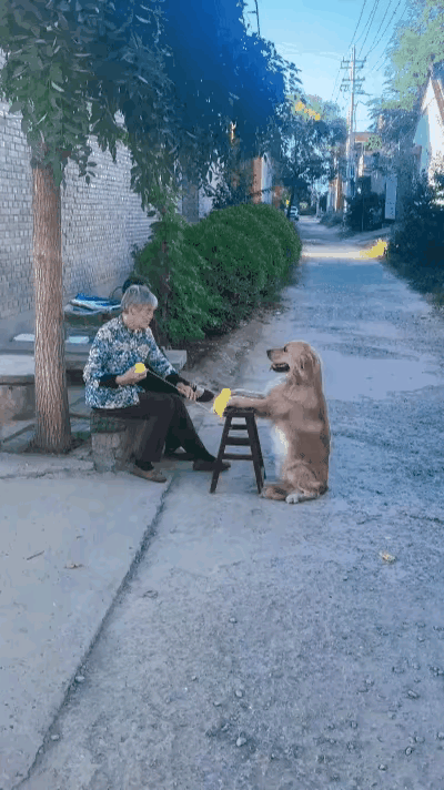 这或许并非AI生成的内容。大妈缠线，小狗帮忙撑线，这种情况是有可能出现的。小狗的